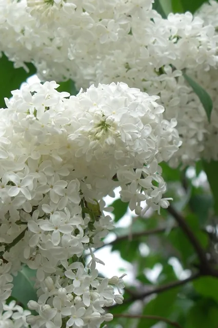 Cum și când să efectueze tăierea liliac Bush este posibil să se rupă ramurile înflorite (posibil) Cum și când să efectueze tăierea liliac Bush este posibil să se rupă ramurile cu flori