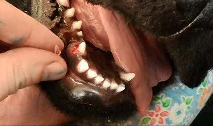 Ca și atunci când există o schimbare a dintilor la caini autor veterinar, fauna copii