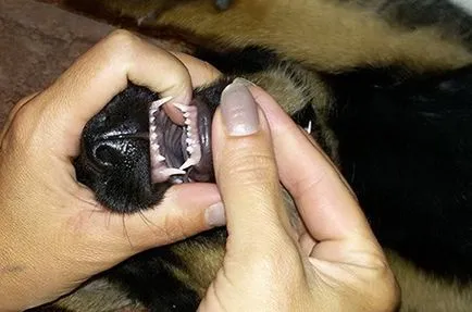Ca și atunci când există o schimbare a dintilor la caini autor veterinar, fauna copii