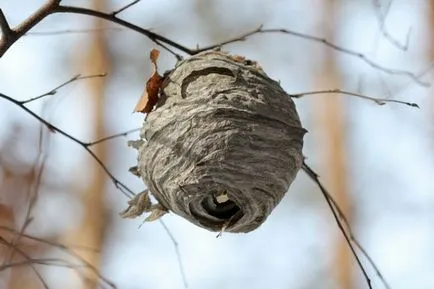 Cum sa scapi de albine pe site-ul, de cartier, protecția faunei sălbatice, care se tem de ce plante (cartier) Cum sa scapi de albine pe site-ul, de la vecini, de la protecția animalelor sălbatice, ce frica, ce plante