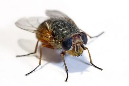 Cum să scapi de viermi și alte insecte în toaletă remedii populare suburbane, și în cazul în care acestea provin de la (alte) Cum să scapi de viermi și alte insecte în toaletă remedii populare suburbane, și în cazul în care acestea provin de la