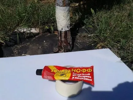 Cum sa scapi de furnici în paturile 1