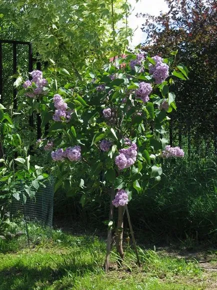 Cum și când să efectueze tăierea liliac Bush este posibil să se rupă ramurile cu flori (lila) Cum și când să efectueze tăierea liliac Bush este posibil să se rupă ramurile cu flori