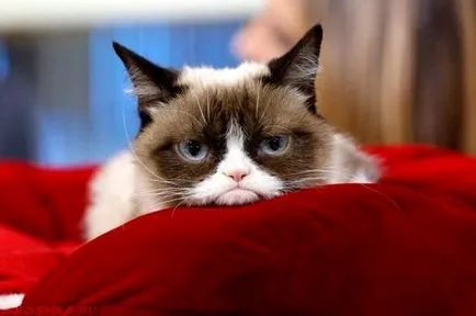 Cum de a transfera o pisica cu hrana uscata pe alimente naturale