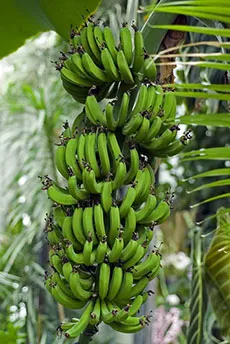 Deoarece motivele din spatele bananelor de banane - o planta minunata! (În creștere) Deoarece motivele din spatele bananelor de banane - o planta minunata!