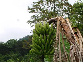 Deoarece motivele din spatele bananelor de banane - o planta minunata! (Floare Banana) Deoarece motivele din spatele bananelor de banane - o planta minunata!
