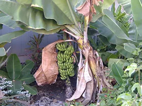 Deoarece motivele din spatele bananelor de banane - o planta minunata! (As) Deoarece motivele din spatele bananelor de banane - o planta minunata!