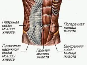 Cum de a construi de presă și dezvăluie secretul 6 cuburi pe burtă, viața kickboxing