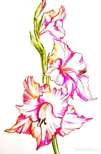 Cum de a desena un gladiole