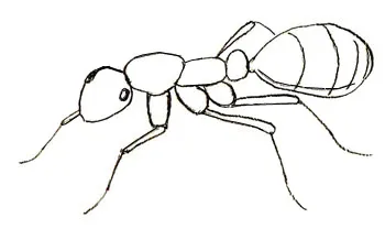Cum de a desena un (furnică desen) creion etape ant Cum de a desena un creion etape ant
