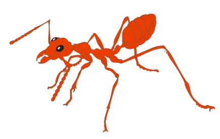 Cum de a desena etape creion de furnici (remiză) Cum de a desena un creion etape ant