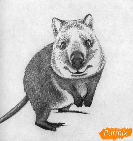 Cum de a desena creioane și stilouri Quokka în etape