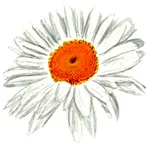 Cum să atragă desen furnică furnică în etape (în trepte) Cum de a desena etape de desen ant ant