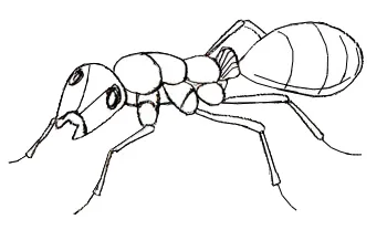 Cum de a desena etape furnică desen furnică (ant) Cum de a desena etape de desen ant ant