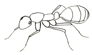 Cum de a desena etape furnică desen furnică (figura) Cum de a desena etape de desen ant ant