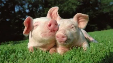 Cum de a numi un porc (mic) Cum de a numi un porc