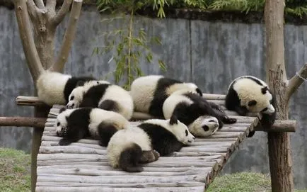 Cum numesti un copil panda