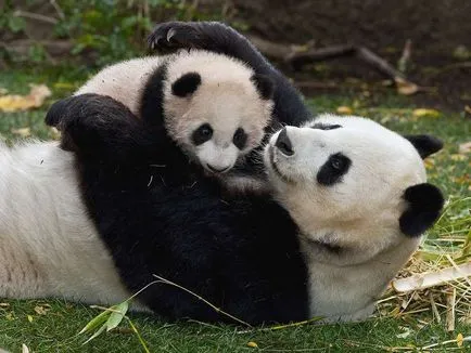 Cum numesti un copil panda