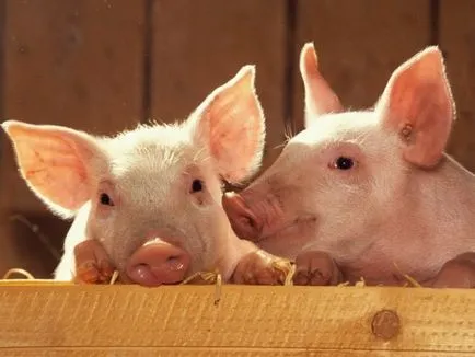 Cum de a numi un porc (mic) Cum de a numi un porc