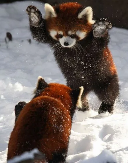 Cum numesti un copil panda