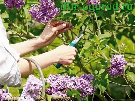 Ca primăvară liliac cultură (lila) Cum să taie liliacul în primăvară