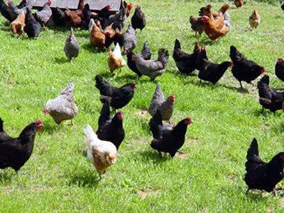 Cum de a determina vârsta gainii căile posibile