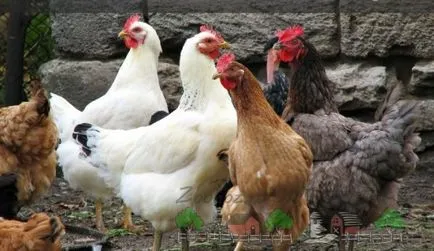 Cum de a determina vârsta unei găini ouătoare sau obișnuită și cum să se facă distincția vechi de tineri atunci când cumpără (cu