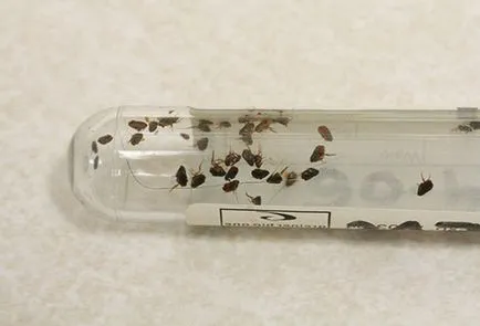 Cum de a determina care insectele sari în apartament