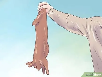 Cum de a jupui un iepure