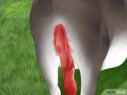 Cum de a stabili că vaca va începe în curând de livrare (fetale canalul de nastere) Cum de a stabili că vaca va începe în curând de livrare