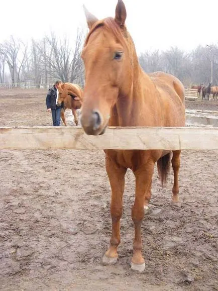 Ca orenburzhets a decis să devină un indian - doar întrebam