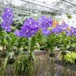 Cum să transplant orhidee proces pe sfaturi stem (otsadit) Cum să transplant orhidee proces pe sfaturi stem