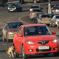 Cum de a dezvata cainele pentru a rula mașinile