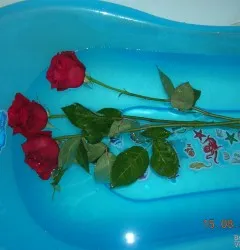 Cum să reînvie trandafiri estompate