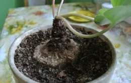 Ca ciclamen transplantate si propage (transplant) Cum de a transplantului și propaga ciclama