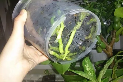 Cum să transplant orhidee Babe acasă modul de procesare orhidee planta, video