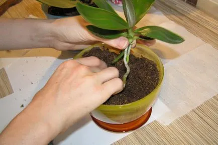 Cum să transplant orhidee Babe acasă modul de procesare orhidee planta, video