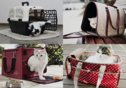 Care ar trebui să fie purtătorul ideal pentru pisici