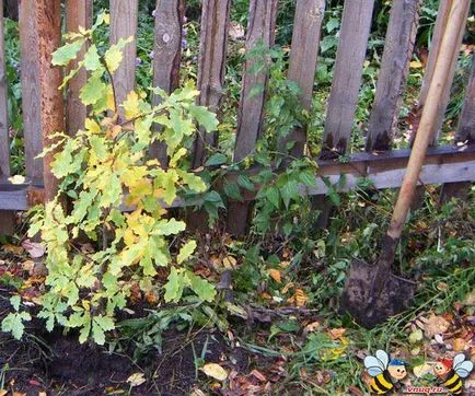 Ca transplantat de pădure de stejar pe teren agricol () Cum să transplant de stejar din pădure pe teren agricol