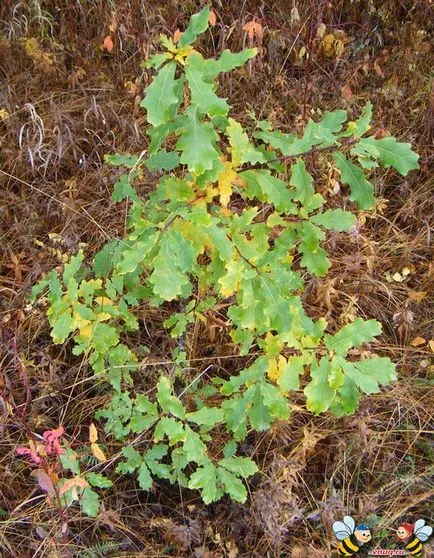 Ca transplantat de pădure de stejar pe teren agricol () Cum să transplant de stejar din pădure pe teren agricol