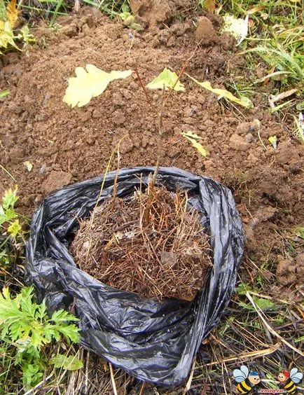 Ca transplantat de pădure de stejar pe teren agricol () Cum să transplant de stejar din pădure pe teren agricol
