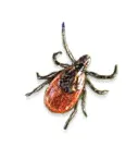 boala Lyme la câini boala Lyme la câini