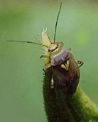 Ce apar purici
