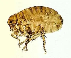 boala Lyme la câini