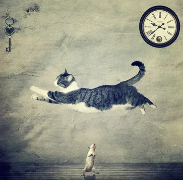 Cat șobolan