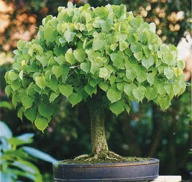 Bonsai pentru ce
