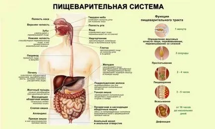 Care sunt bifidobacterii și lactobacili