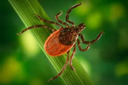 boala Lyme la câini boala Lyme la câini