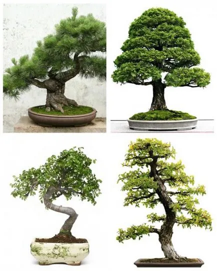 Bonsai pentru ce Bonsai pentru ce