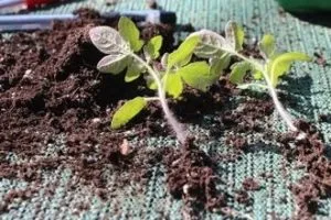 Ca răsaduri de roșii scufunda când roșiile se arunca cu capul în 2017 a calendarului lunar (tomate) Ca răsaduri de roșii scufunda când roșiile se arunca cu capul în 2017 a calendarului lunar